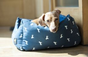 dachshund on a soft pillow