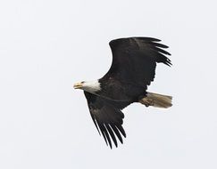 bald eagle in flight