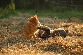 kittens play on dry grass