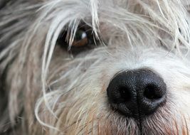 fluffy Dog Snout Close up