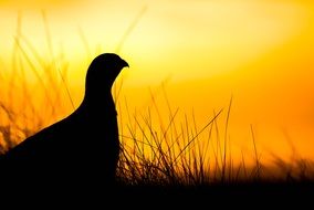 grouse on a sunrise background