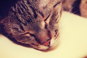 gorgeous Cat Sleeping