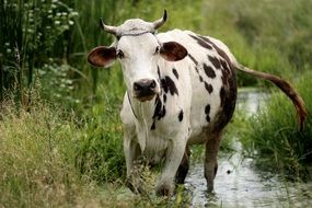 a cow is walking on water