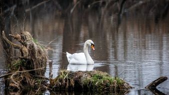 White Swan on dark Water