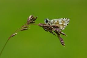 spotted Butterfly on grass, green background