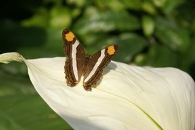 black orange butterfly on white petal