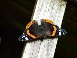 butterfly on wooden wall close-up