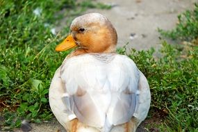 white Duck close-up on blurred background
