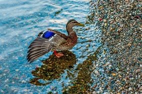 duck with blue wing on the river bank