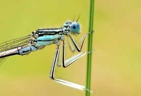 blue dragonfly on a blade of grass close up