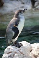 Penguin in Zoo