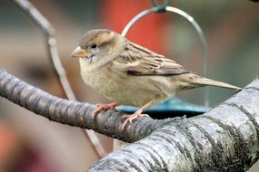 pretty Sparrow Sperling Plumage