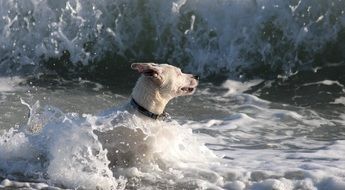 white dog is swimming in the sea