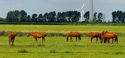 herd of horses on a green pasture