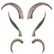 Types of horns