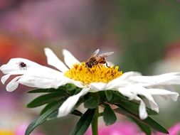 hoverfly on the beautiful white and yellow marguerite