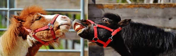 funny playing horses