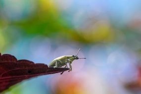 green beetle on the edge of the leaf