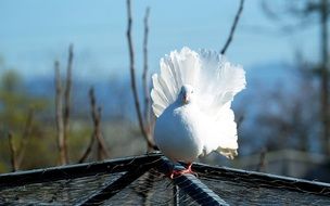 romantic white dove on a cage close up