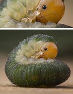 caterpillar in cocoon close up