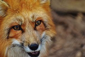 red fox refers to mammals