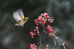 the bird is flying very close near the bush with berries