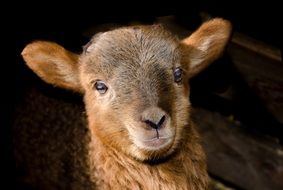 cute little face of a little lamb