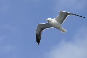 Seagull on the ocean