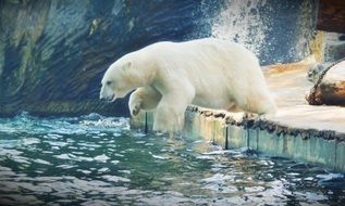 Polar bear jumping in the water