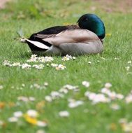 sleeping mallard bird on a meadow