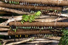 Track Butterflies Metamorphosis on branches