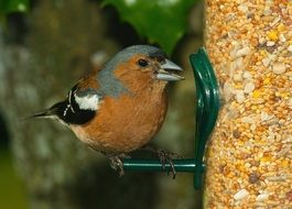 little brown bird eats from the feeder