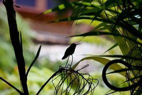 Hummingbird Silhouette on the branch