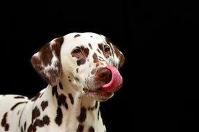 Dog portrait, Dalmatian Breed
