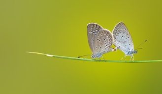 Two butterfly on the plant