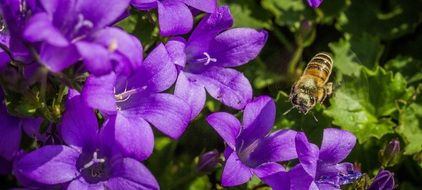 bee on the purple flowers