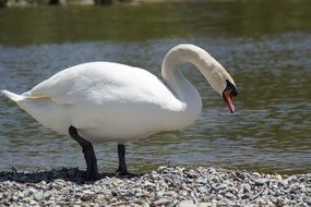 elegant white swan on the lakeside