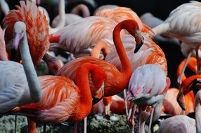 beautiful multi-colored flamingos