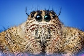 cute Spider