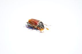 flying insect on a white surface