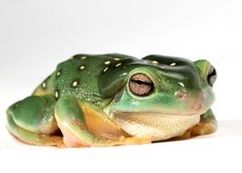 sitting green frog