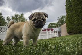 charming Pug Puppy