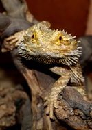 funny Bearded Dragon portrait