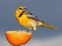 The Oriole bird is sitting on an orange