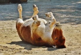 donkey lying on his back