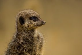 alert Brown Meerkat close up