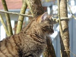 Profile portrait of Fluffy Curious Cat outdoor