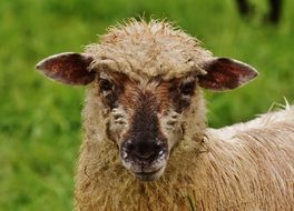 dirty sheep on the meadow