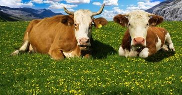 cows in alpine meadow