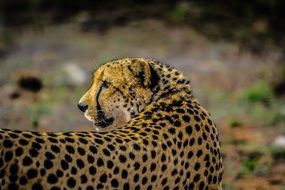 pretty Cheetah Wildlife